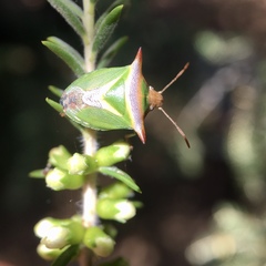 Cuspicona longispina