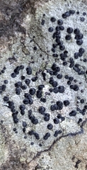 Porpidia speirea