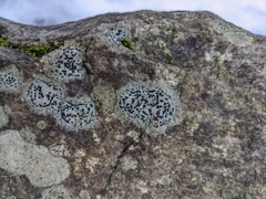 Porpidia speirea