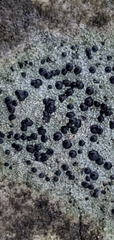 Porpidia speirea