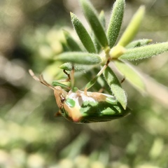 Cuspicona longispina