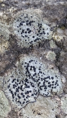 Porpidia speirea