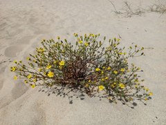 Senecio gallicus