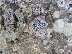 Porpidia speirea