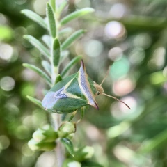 Cuspicona longispina