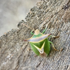 Cuspicona longispina