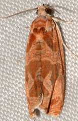 Olethreutes nitidana