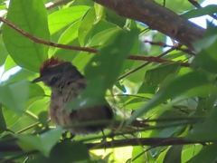 Synallaxis ruficapilla