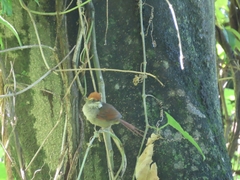 Synallaxis ruficapilla