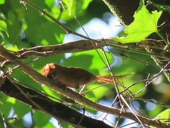 Synallaxis ruficapilla