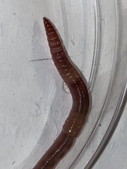 Lumbricus rubellus
