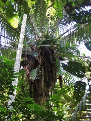 Attalea