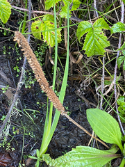 Plantago subnuda