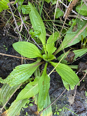 Plantago subnuda