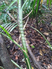 Calamus moti