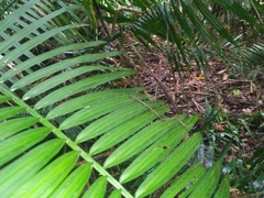 Calamus moti