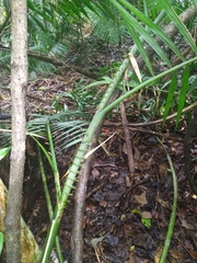 Calamus moti