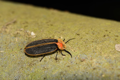 Pyrocoelia praetexta