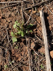 Dichondra occidentalis