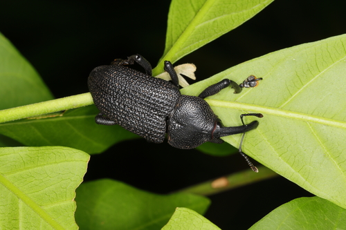 Black coconut bunch weevil photo 3