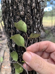 Cadellia pentastylis