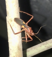 Zelurus fulvomaculatus