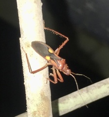 Zelurus fulvomaculatus