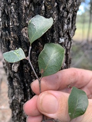 Cadellia pentastylis