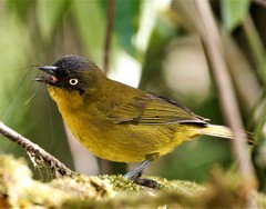 Pirre Bush-Tanager photo 1