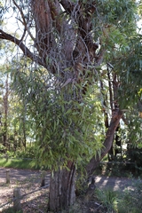 Muellerina eucalyptoides