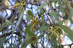 Muellerina eucalyptoides