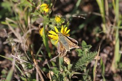 Hesperia assiniboia