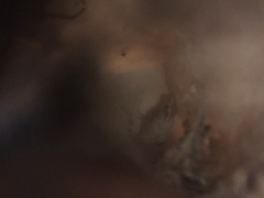 Pseudacris hypochondriaca