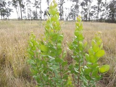 Persoonia cornifolia