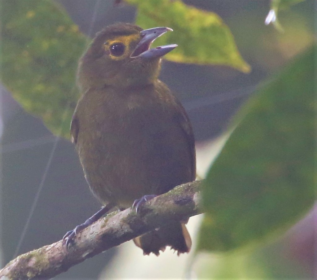 Lemon-Spectacled Tanager
