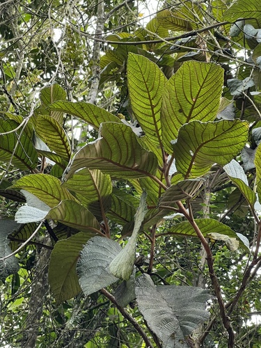 Clethra rugosa (Clethra rugosa)