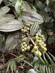 Miconia mahechae