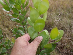 Persoonia cornifolia