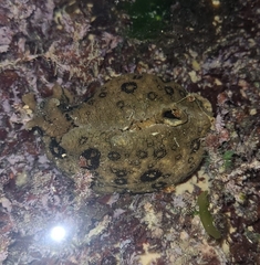 Aplysia dactylomela
