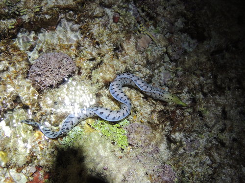 Gymnothorax fimbriatus