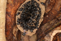 Scaptotrigona bipunctata