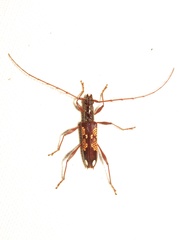 Coptocercus multitrichus