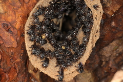 Scaptotrigona bipunctata