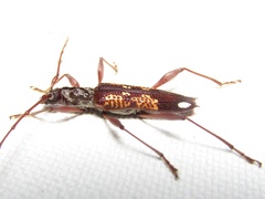 Coptocercus multitrichus