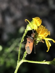 Aulacosternum nigrorubrum
