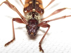 Coptocercus multitrichus