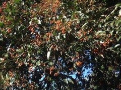 Dinosperma erythrococcum