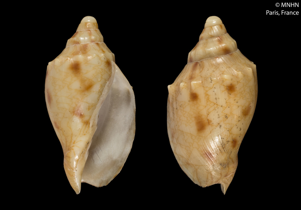 Odontocymbiola americana