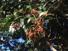 Dinosperma erythrococcum