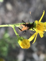 Aulacosternum nigrorubrum